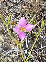 Sabatia grandiflora