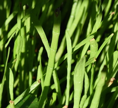 Lilaeopsis carolinensis