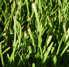 Lilaeopsis carolinensis