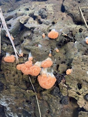 Tubifera ferruginosa