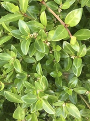 Alternanthera maritima