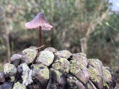 Mycena purpureofusca