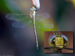Austrogynacantha heterogena