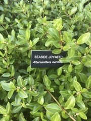 Alternanthera maritima