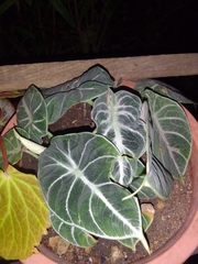 Alocasia amazonica