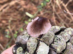 Mycena purpureofusca