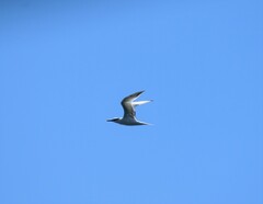 Thalasseus sandvicensis