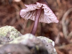 Mycena purpureofusca