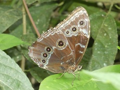 Morpho helenor