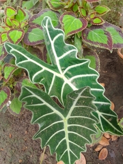 Alocasia amazonica