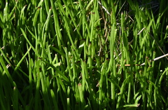 Lilaeopsis carolinensis