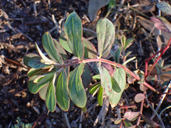 Euphorbia lasiocarpa