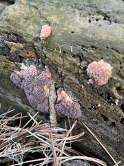 Tubifera ferruginosa