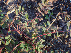 Euphorbia lasiocarpa
