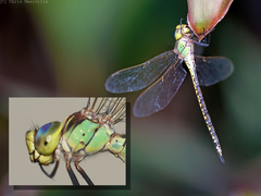 Austrogynacantha heterogena