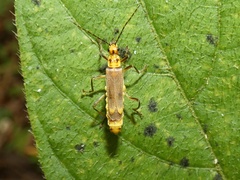 Chauliognathus sticticus