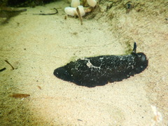 Dendrodoris nigra