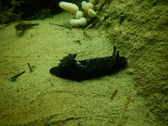 Dendrodoris nigra