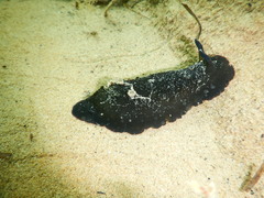 Dendrodoris nigra