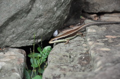 Eutropis longicaudata