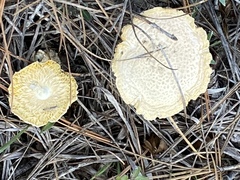 Amanita persicina