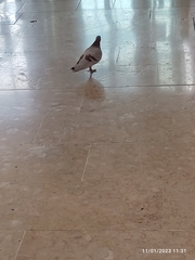 Columba livia domestica