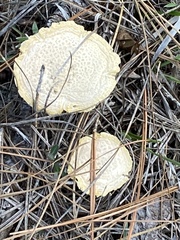 Amanita persicina