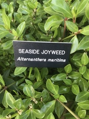 Alternanthera maritima