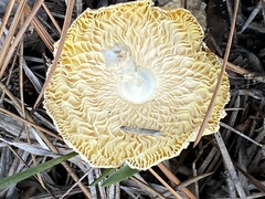 Amanita persicina