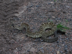 Crotalus molossus