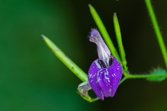 Brillantaisia lamium