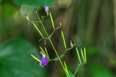Brillantaisia lamium
