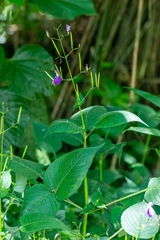 Brillantaisia lamium