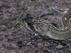 Crotalus molossus