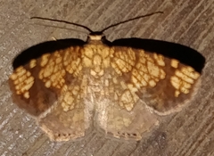 Nematocampa completa