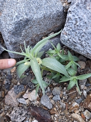 Mohavea confertiflora