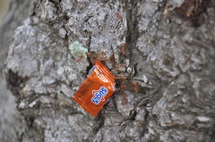 Oecophylla smaragdina