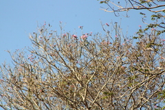 Handroanthus impetiginosus