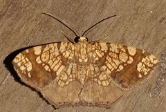 Nematocampa completa