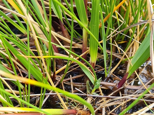 Image of Chionochloa ovata by (c) Penelope Noel Gillette, some rights reserved (CC BY)