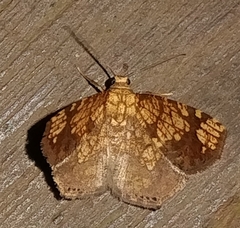 Nematocampa completa