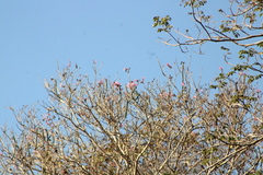 Handroanthus impetiginosus