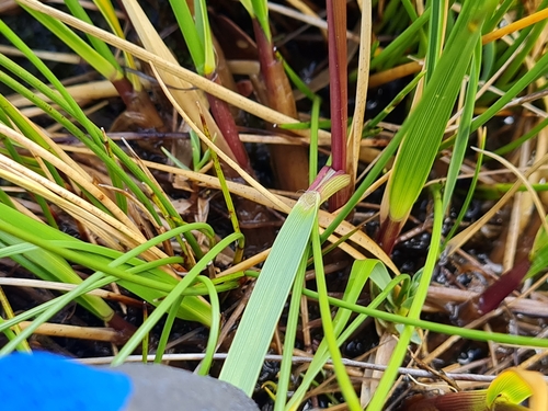 Image of Chionochloa ovata by (c) Penelope Noel Gillette, some rights reserved (CC BY)