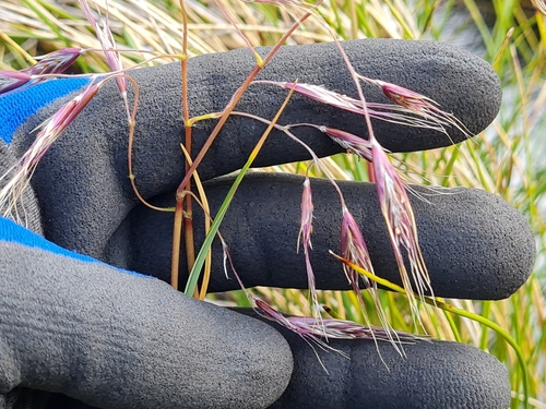 Image of Chionochloa ovata by (c) Penelope Noel Gillette, some rights reserved (CC BY)