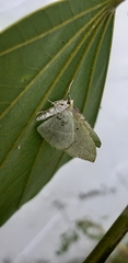 Dichorda illustraria