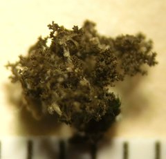 Dendriscocaulon intricatulum