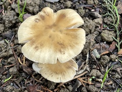 Hebeloma velutipes