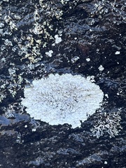 Dimelaena