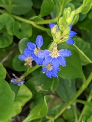 Scaevola calendulacea