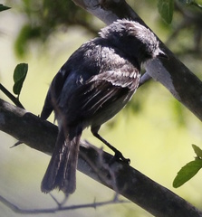 Serpophaga subcristata